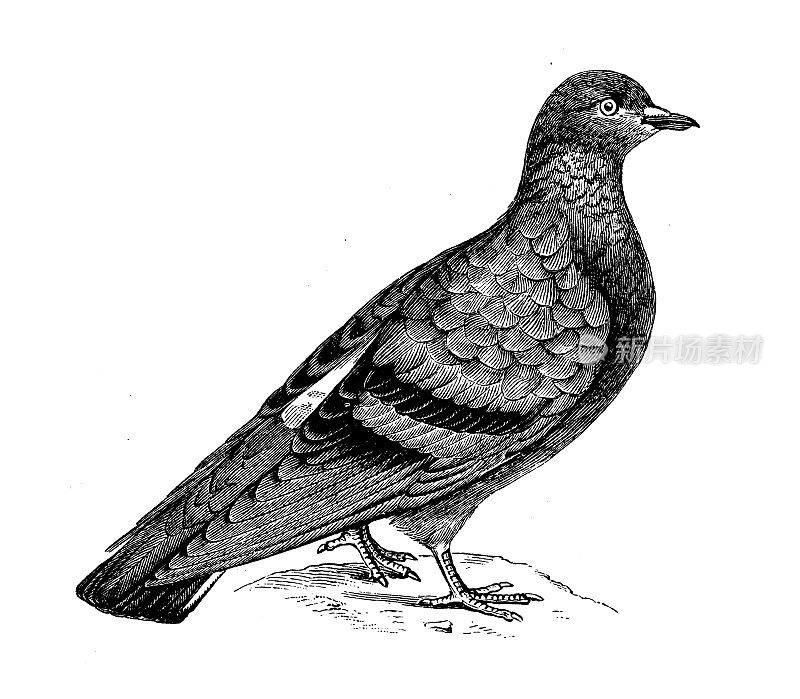 古董生物动物学图片:鸽子(Columba livia)